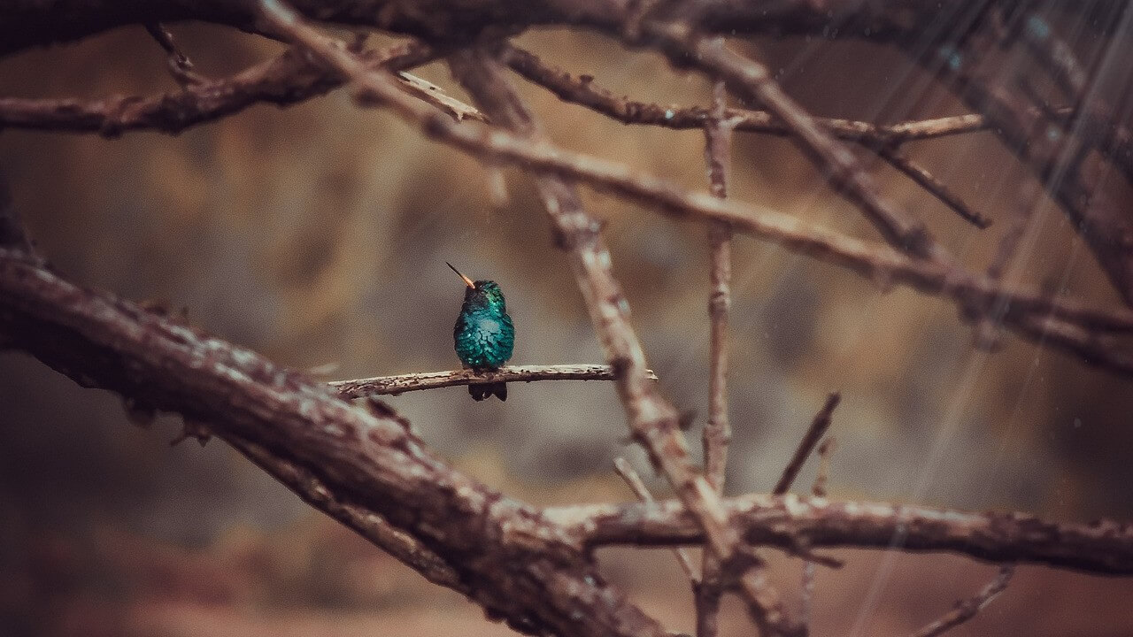 Hummingbird perched in a tree in the forest