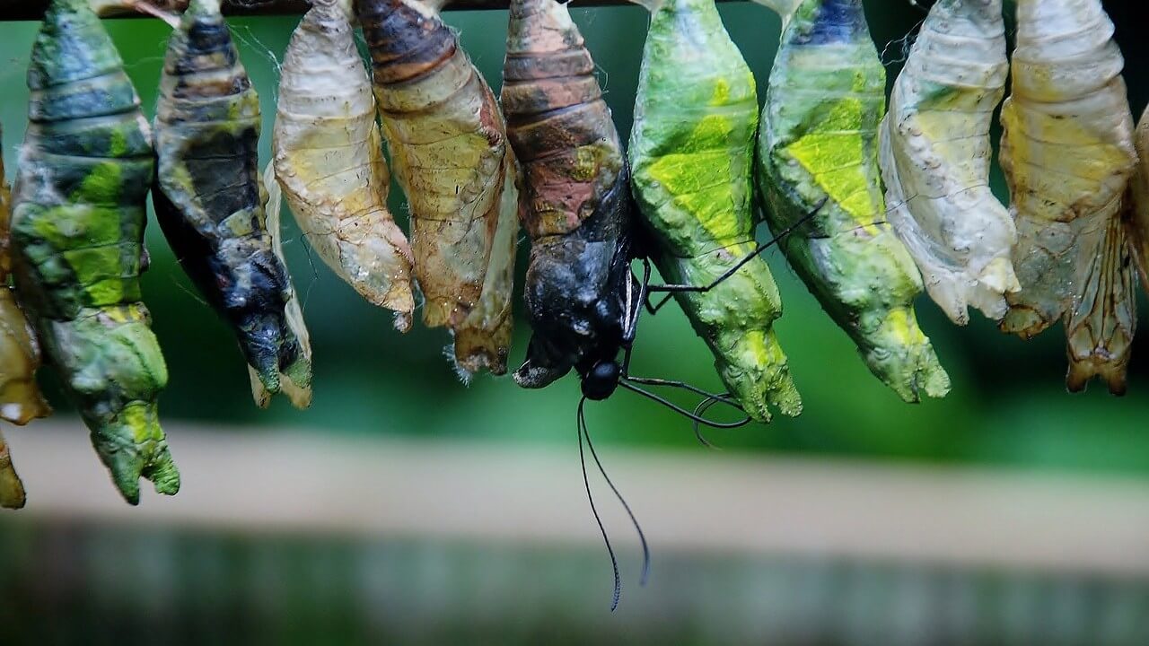 Several cocoons side by side getting ready to turn into butterflies