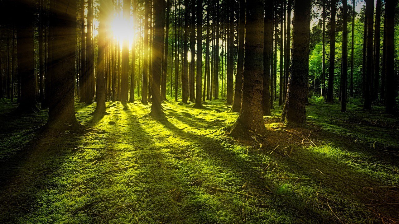 Sun shining through tall green trees in a forest